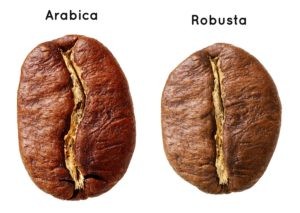 Black Arabica Vs Robusta Coffee Bean 