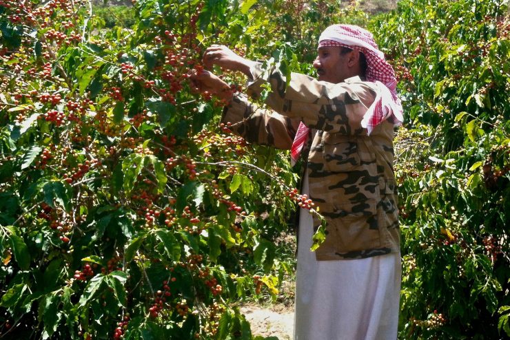 Yemeni Farmer Picking Coffee Cherries