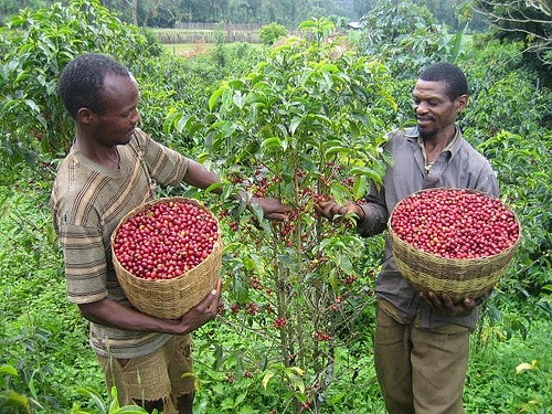 Ethiopia Coffee Farmers