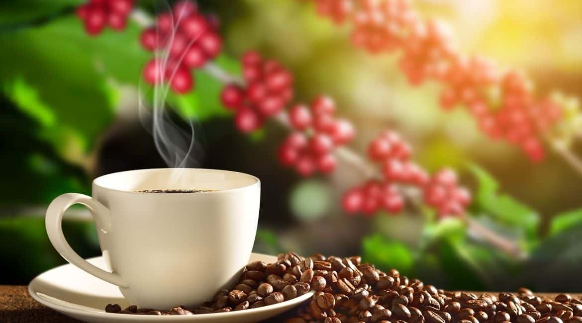 Why Is Geisha Coffee So Expensive Everything Explained Insights Coffee