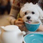 Is Coffee Harmful to Dogs