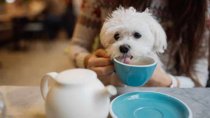 Is Coffee Harmful to Dogs