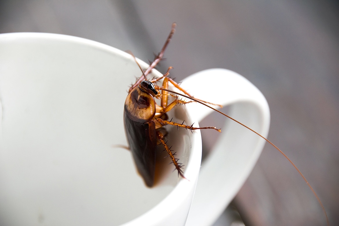 Uncover the Truth: Are Roaches in Your Ground Coffee?